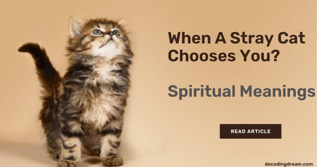 When A Stray Cat Chooses You? Spiritual Meanings