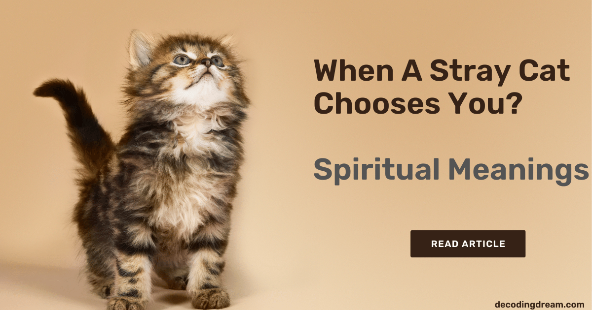 When A Stray Cat Chooses You Spiritual Meanings