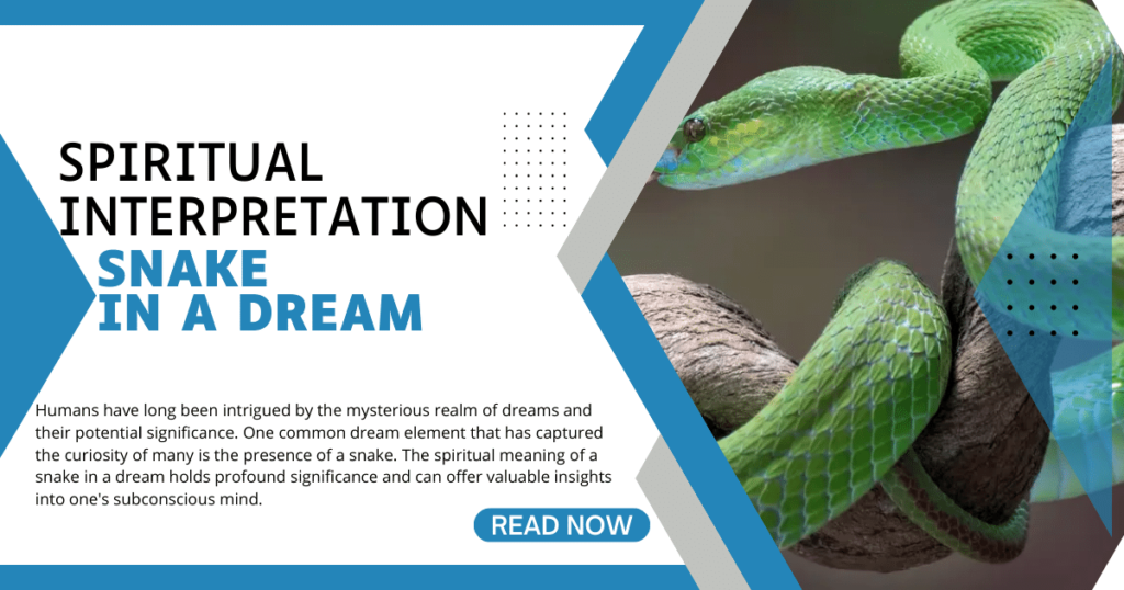 spiritual meaning of a Snake in a Dream:  A Detailed Exploration