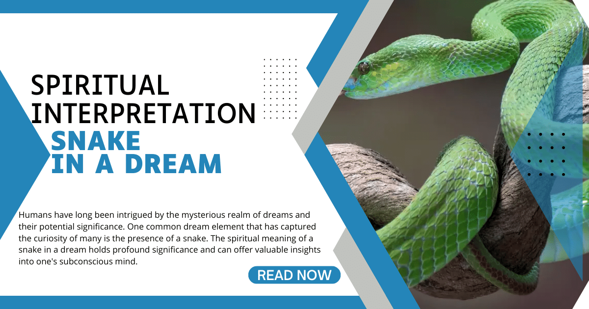 spiritual meaning of a Snake in a Dream A Detailed Exploration