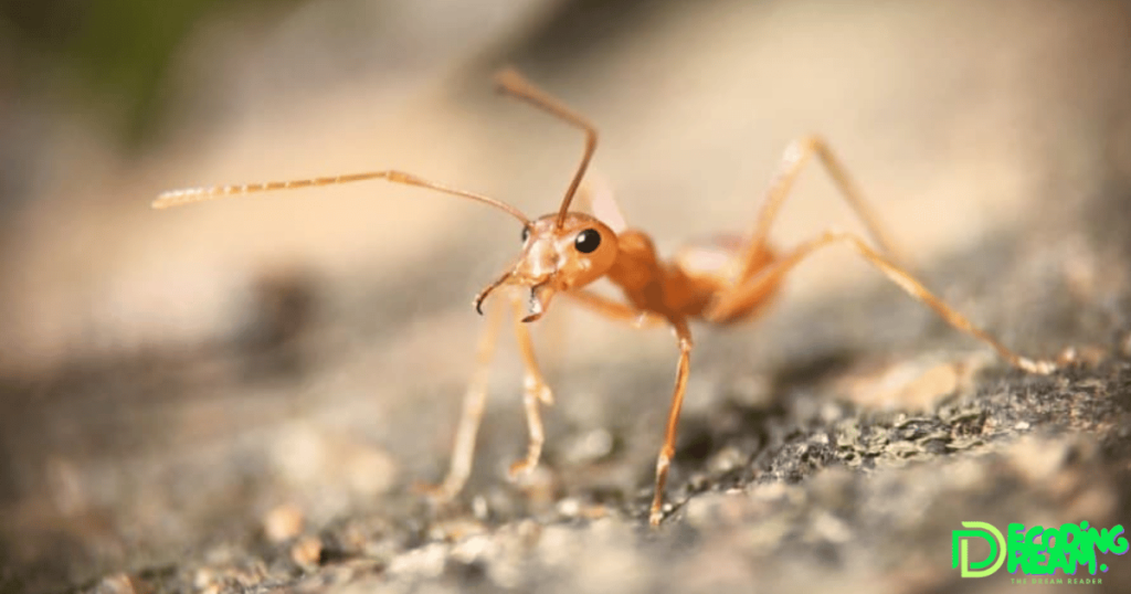 what is the spiritual meaning of dreaming about ants?